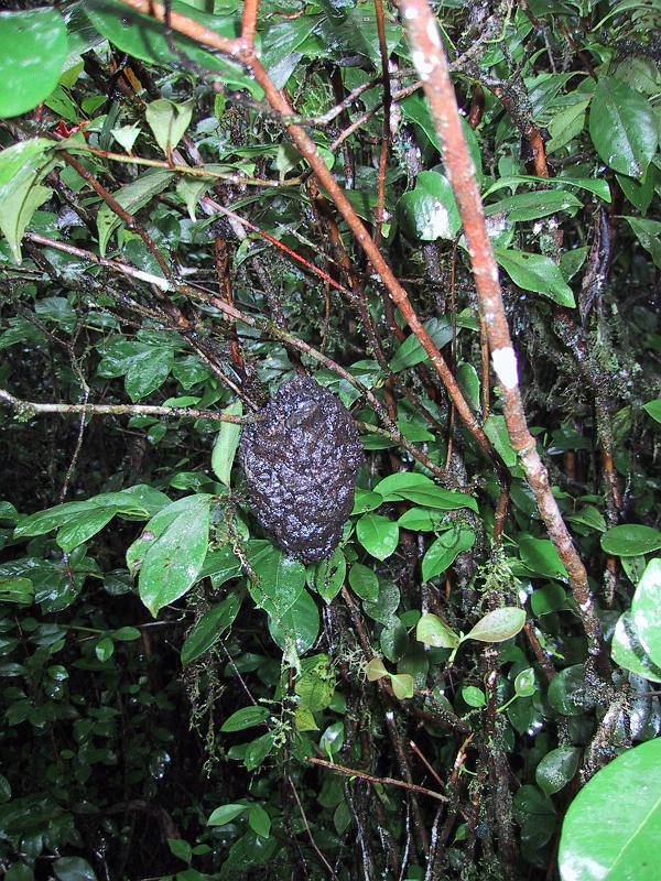 778 Ant Nest in tree